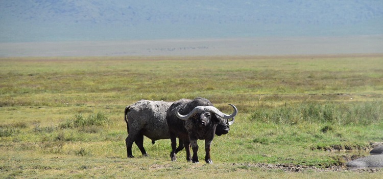 Tanzania Royal Tour