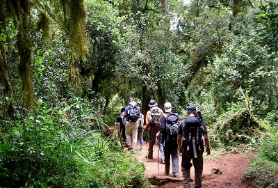 Mount Kilimanjaro One Day Hike Via Marangu Route