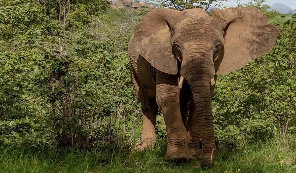 wildlife experience