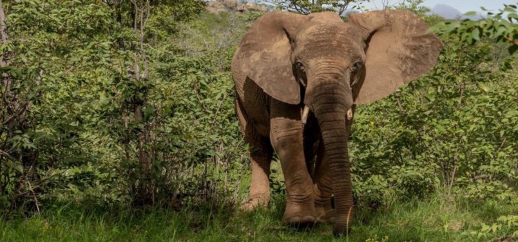 wildlife experience