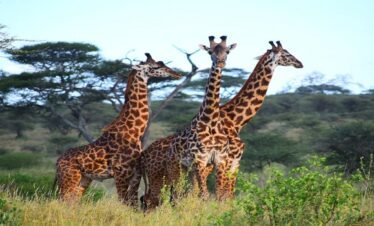 Tarangire National Park
