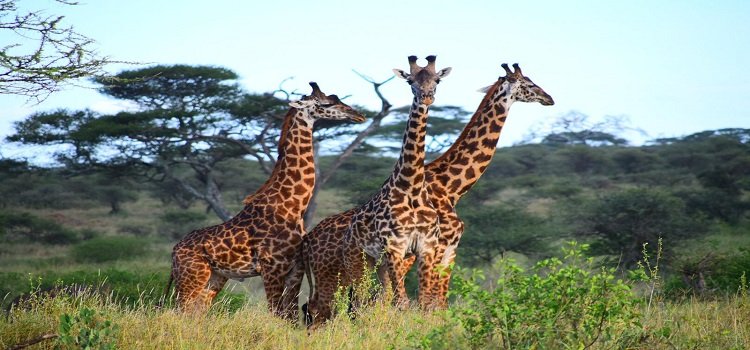 Tarangire National Park
