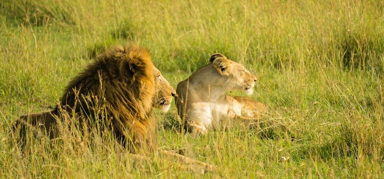 ngorongoro crater