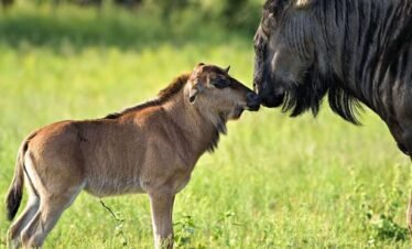 Serengeti National Park