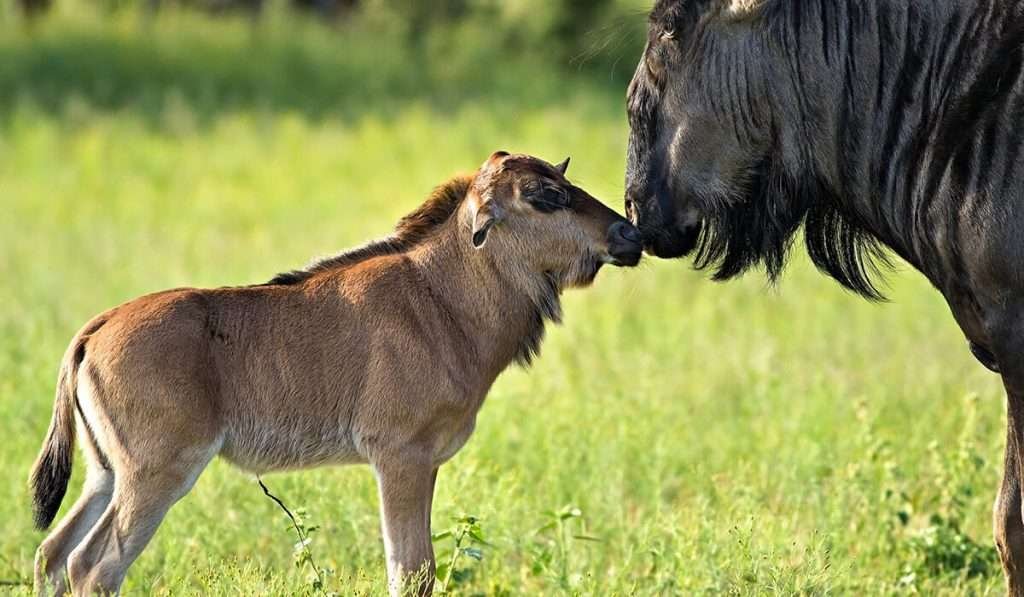 Serengeti National Park