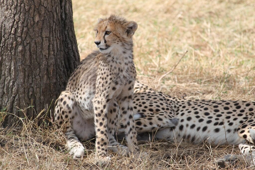 Cheetah under the tree spotted during a 7-day luxury safari in Tanzania at Serengeti National Park