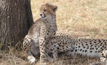 Cheetah under the tree spotted during a 7-day luxury safari in Tanzania at Serengeti National Park