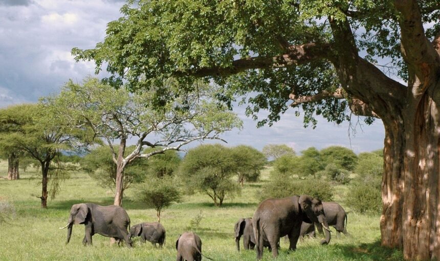 Serengeti Luxury Safari in Tanzania: The Ultimate Guide