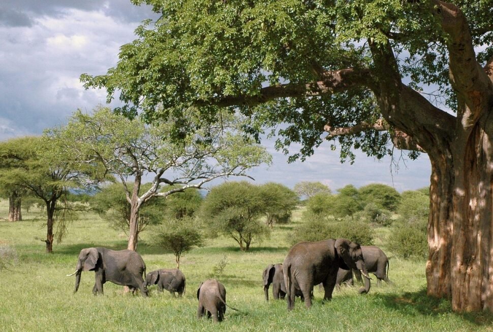 serengeti luxury safari