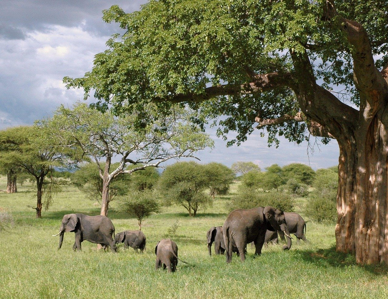 serengeti luxury safari