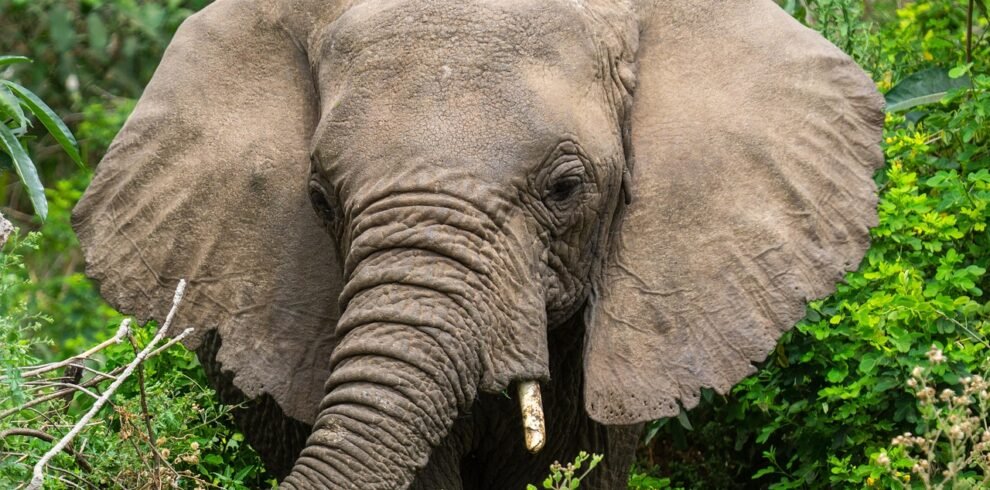 A giant lion spotted during a 7-day Tanzania luxury safari in Tarangire National Park
