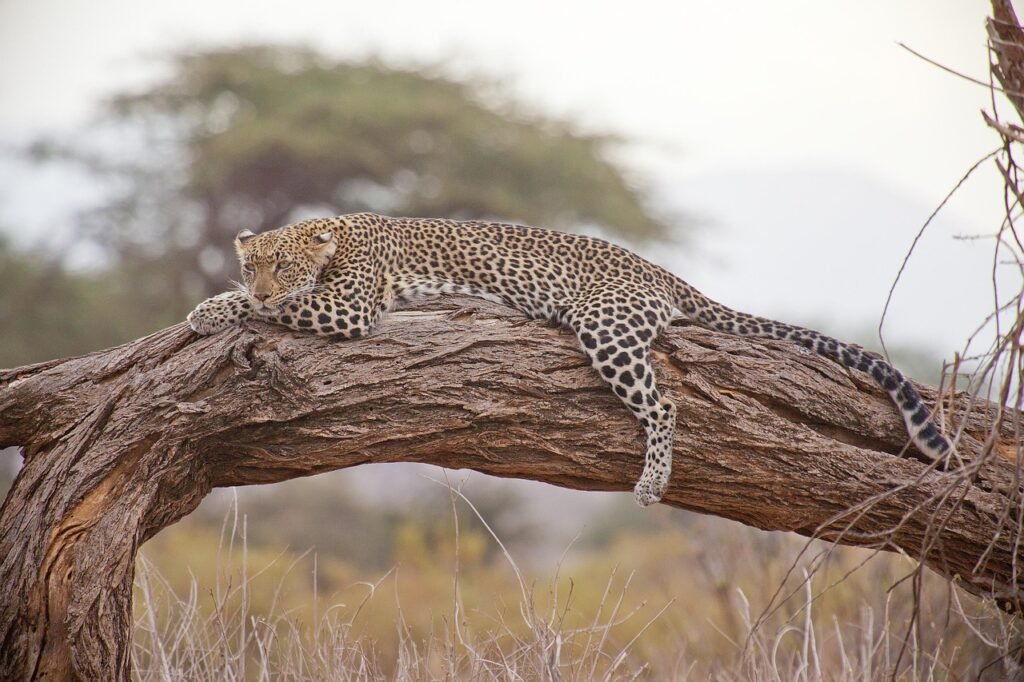 Cheetah spotted during a 6-day Tanzania safari in Serengeti National Park