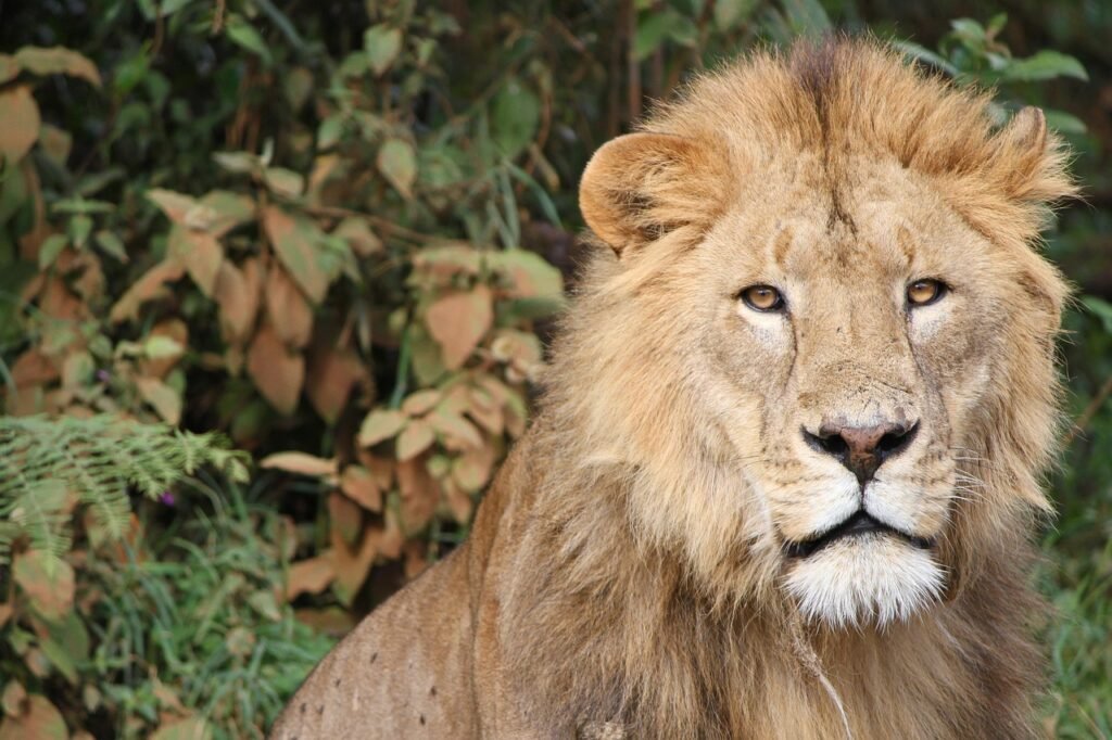 A Lion King spotted at Serengeti National Park during a 7-day Luxury safari in Tanzania