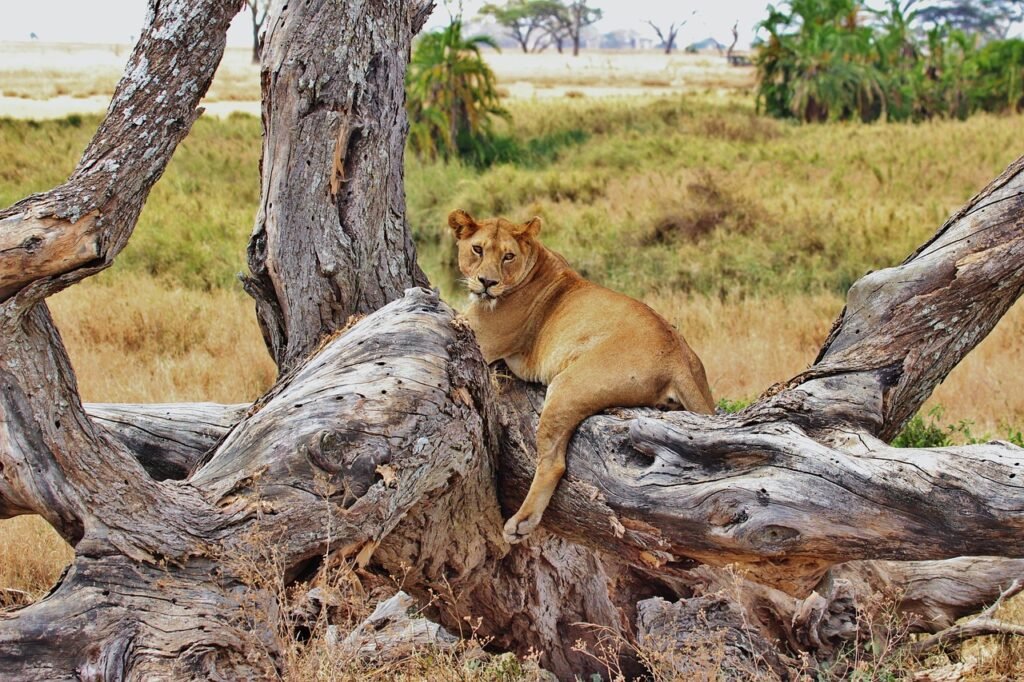 A lion stays on the tree during a 6-day Tanzania luxury safari in Lake Manyara National Park