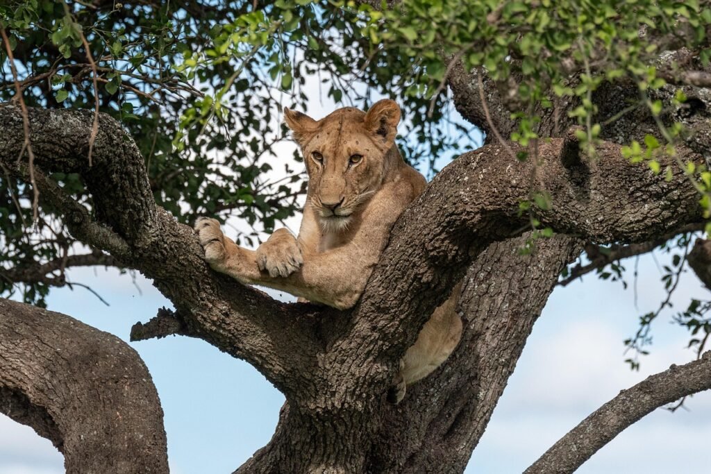 A lioness on the tree spotted during a 7-day Tanzania luxury safari at Lake Manyara National Park