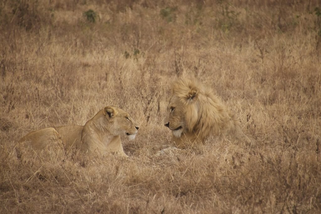 A male and female lion couple spotted during a 6-day Tanzania luxury safari in Serengeti National Park