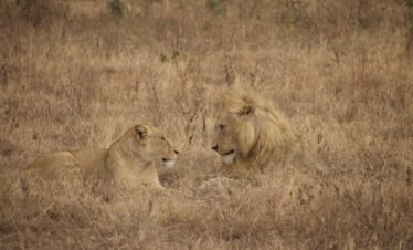 A male and female lion couple spotted during a 6-day Tanzania luxury safari in Serengeti National Park