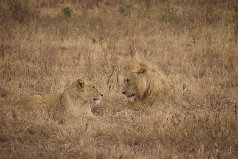 A male and female lion couple spotted during a 6-day Tanzania luxury safari in Serengeti National Park
