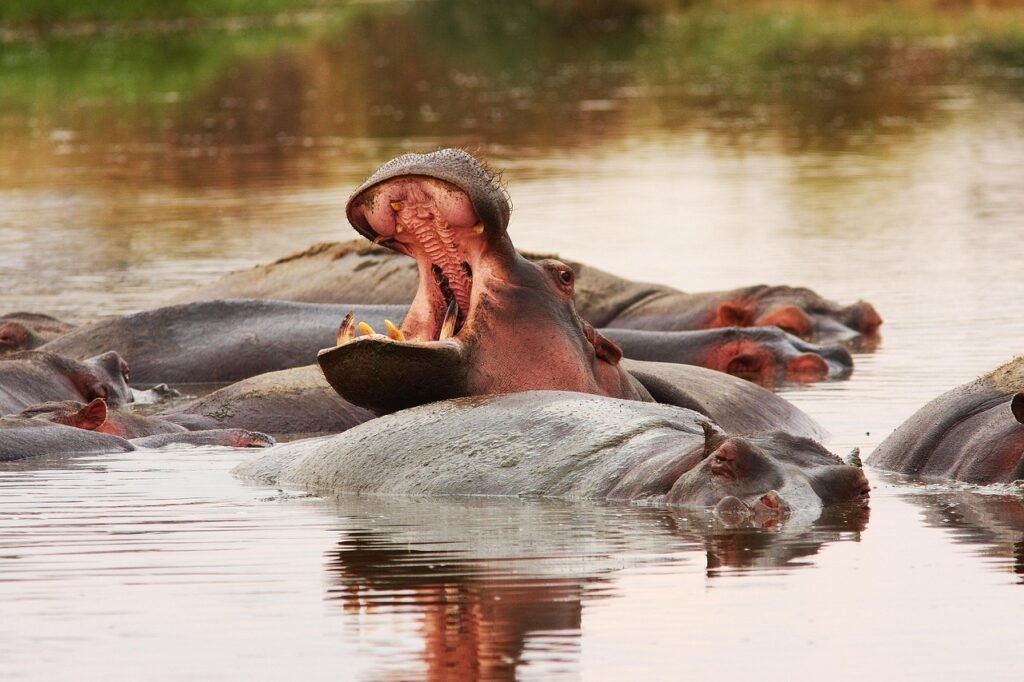 Hippos pool spotted during a 6-day Tanzania luxury safari in Ngorongoro Crater