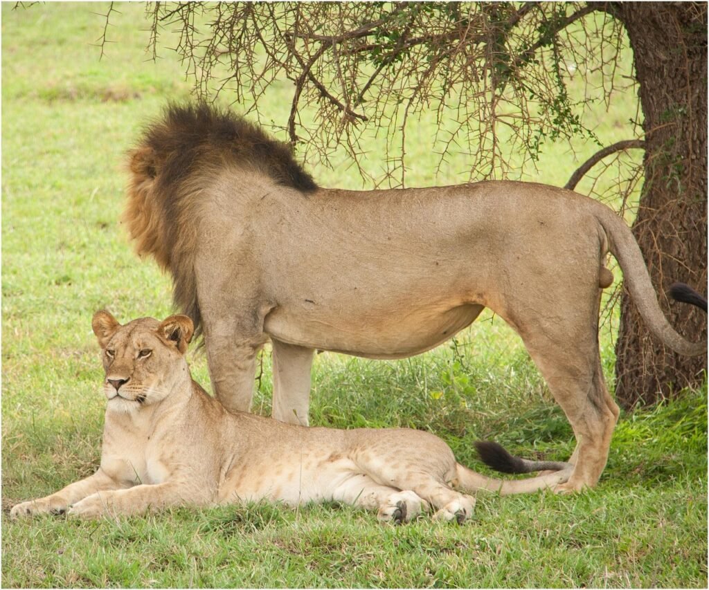 A male and female lions spotted at rest during a 7-day Tanzania luxury safari in Serengeti National Park