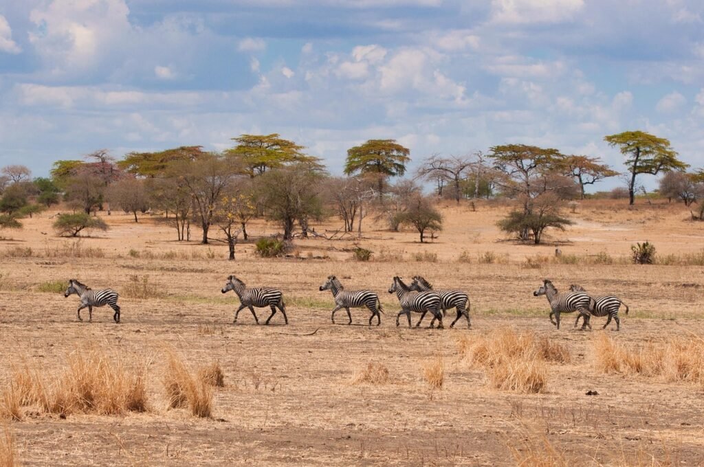 A herd of Zebra spotted during a 6-day Tanzania luxury safari in Tarangire National Park