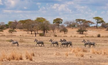 A herd of Zebra spotted during a 6-day Tanzania luxury safari in Tarangire National Park