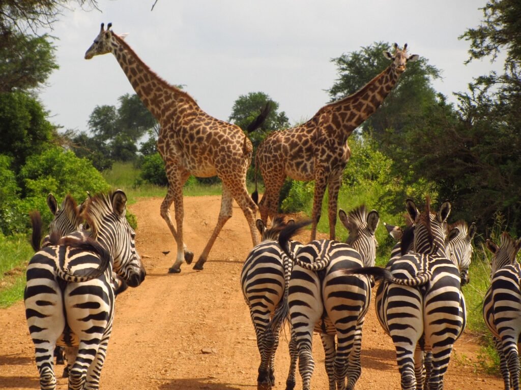 Zebras and Giraffes spotted in Tarangire during a 7-day Tanzania luxury safari