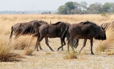 Wildebeests spotted in Tarangire during a 6-day Tanzania luxury safari