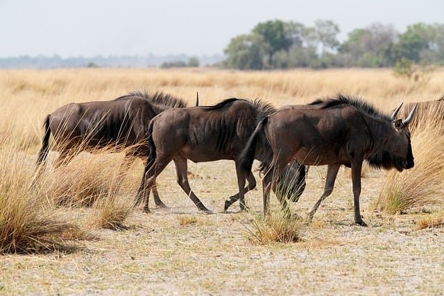 Wildebeests spotted in Tarangire during a 6-day Tanzania luxury safari