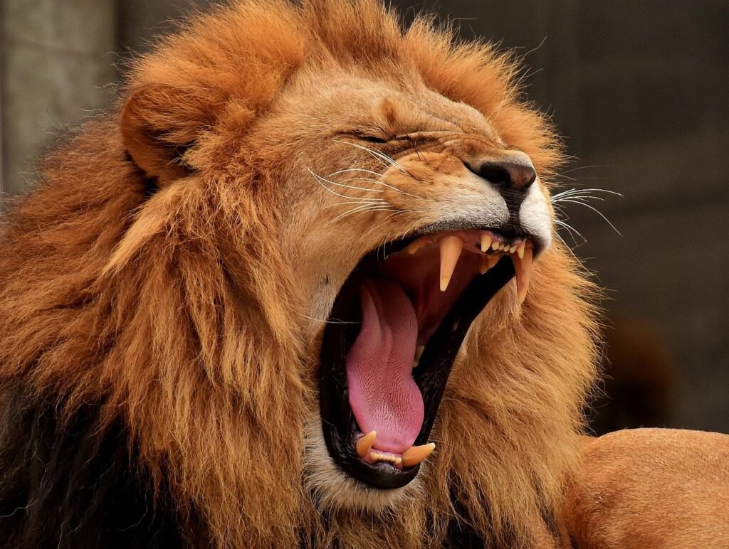 A lion yawing spotted in Tarangire during a 6-day Tanzania luxury safari tour