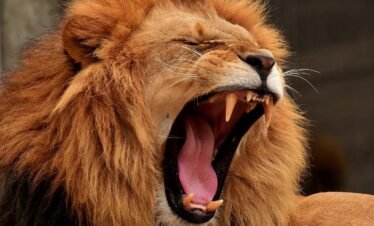 A lion yawing spotted in Tarangire during a 6-day Tanzania luxury safari tour