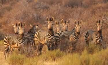 Zebras spotted in Tarangire during a 6-day Tanzania luxury safari