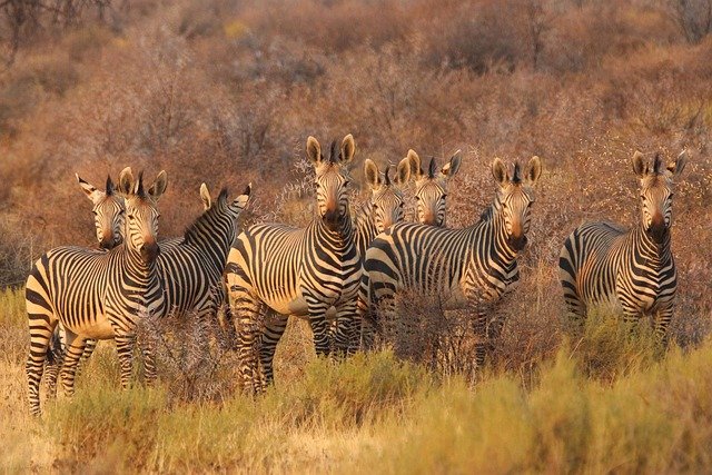 Zebras spotted in Tarangire during a 6-day Tanzania luxury safari