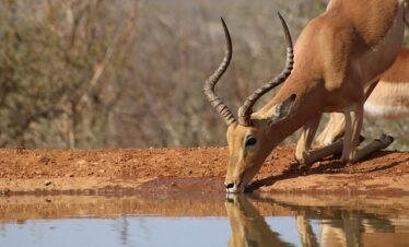 An antelope spotted in Tarangire during a 6-day Tanzania luxury safari