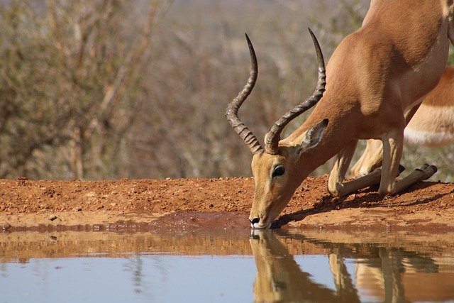 An antelope spotted in Tarangire during a 6-day Tanzania luxury safari