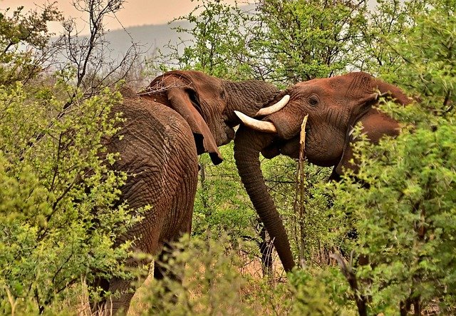 A Royal 8-day Tanzania luxury safari tour