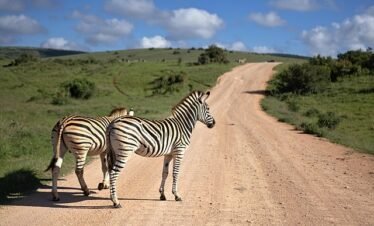 A Royal 8-day Tanzania luxury safari tour