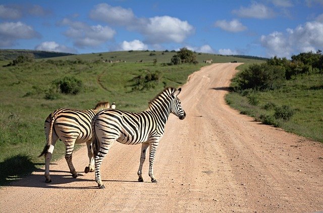 A Royal 8-day Tanzania luxury safari tour