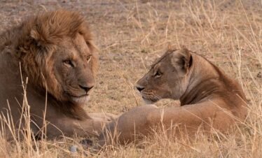 A lion family spotted during a 8-day Tanzania luxury safari tour in Serengeti