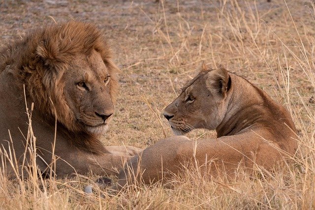 A lion family spotted during a 8-day Tanzania luxury safari tour in Serengeti
