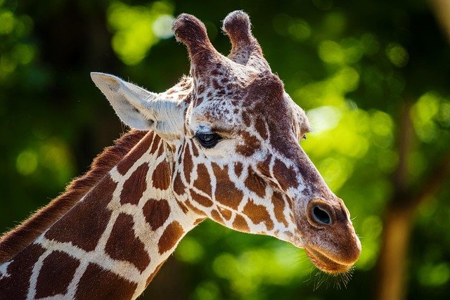 A 9-day Tanzania luxury safari tour