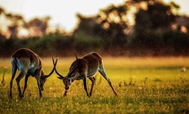 A 9-day Tanzania luxury safari tour