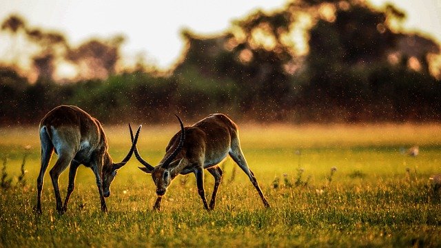 A 9-day Tanzania luxury safari tour