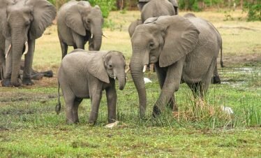 A 9-day Tanzania luxury safari tour