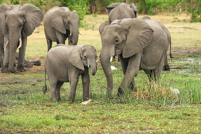 A 9-day Tanzania luxury safari tour