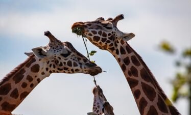 A 9-day Tanzania luxury safari tour