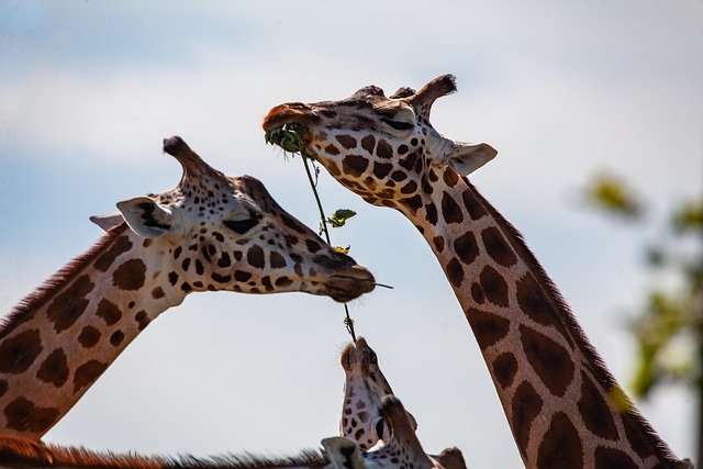 A 9-day Tanzania luxury safari tour