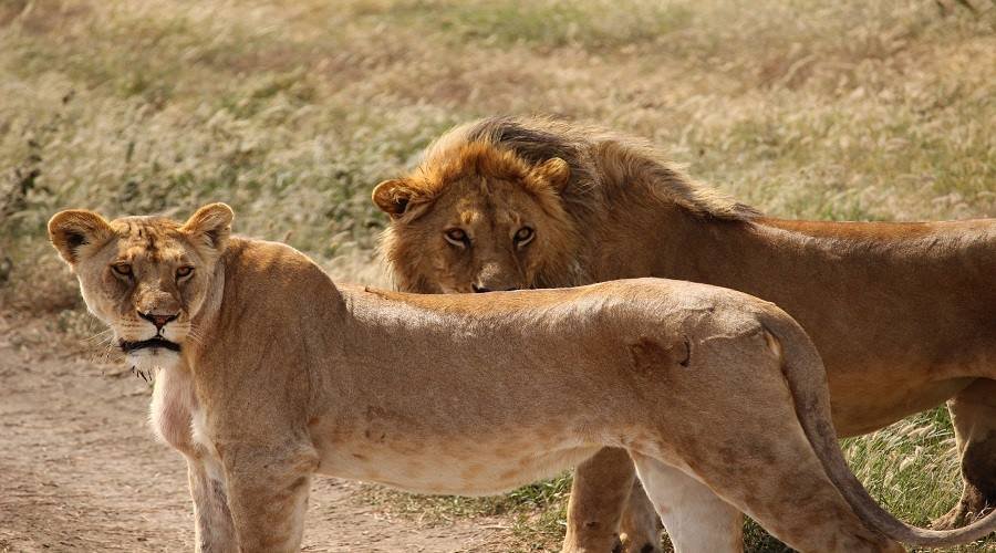 11 Days Serengeti and Ngorongoro Safari with Walking Safari