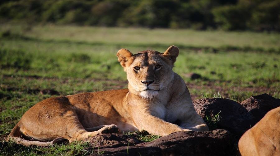 10 Days Northern Serengeti Fly-In Fly-Out Safari