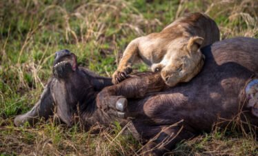 10 Days Northern Serengeti Fly-In Fly-Out Safari